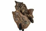 Rare, Dinosaur (Stegosaurus) Cervical Vertebra - Wyoming #354021-3
